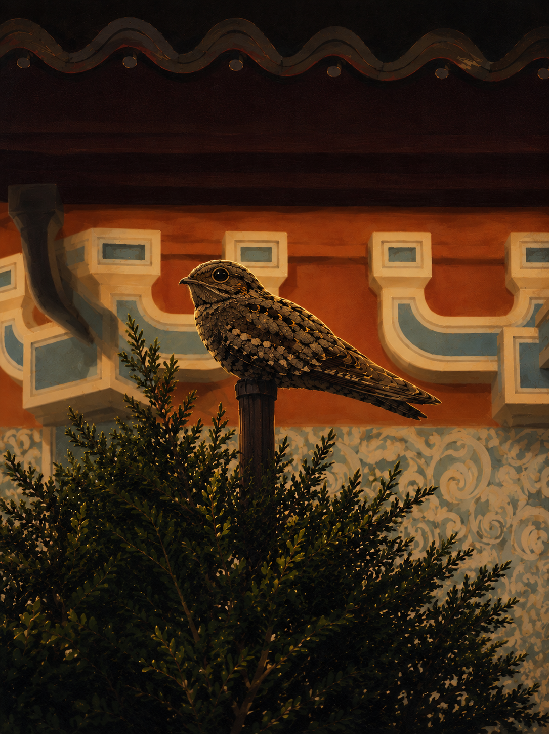 Long-tailed nightjar perched at night